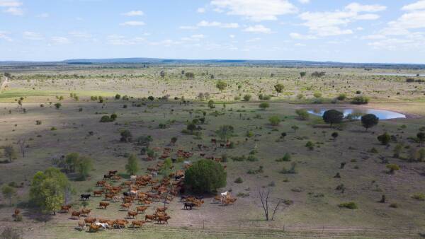 Hillcrest delivers 23,000 acres of stunning brigalow scrub country