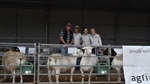 Top White Dorper sire sells for $4400 at Bellevue Dorpers ram sale