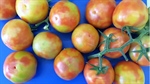 Tomato virus outbreak poses risk to crop yields not food safety