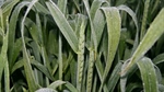 Grain farmers count the costs of heavy frost through the Riverina