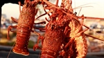 Prime Minister to place rock lobster ban on menu during China meeting