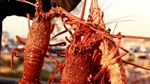 Aussie rock lobster ban to be lifted by start of Chinese New Year festival