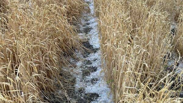 Crippling hail storm hits Western Downs just as harvest kicks off