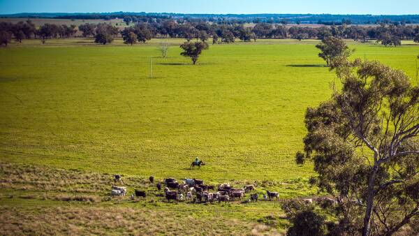 Farm aggregation in NSW's prized Purlewaugh Valley selling for around $22m