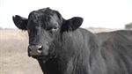 Angus name for cattle with 50pc content: Benefits outweigh the negatives