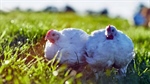 Price of more than $20m for sale of SA's big free-range chicken grower