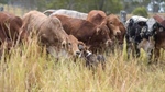 Huge profits are coming to Aussie beef; US expert Joe Kerns tells us why