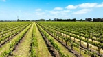 Four vineyards for sale as Langhorne Creek portfolio joins the sales market