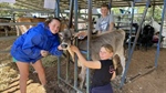 Kids go camping to get hands on with heifers