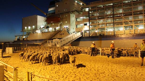 Details on sheep live export transition package still murky