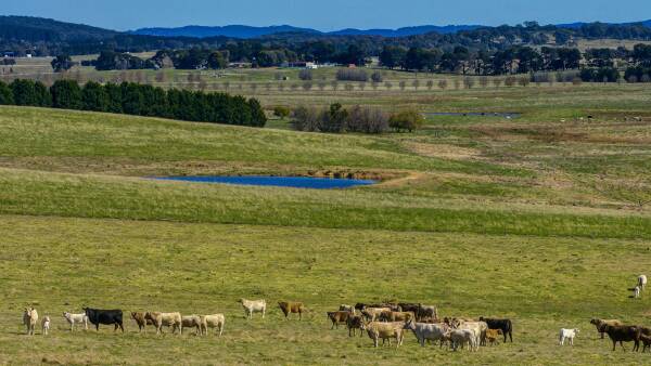 Well developed Quialigo Park for 250 breeding cows plus replacement heifers