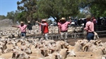 Weekly sheep slaughter hits 18-year high