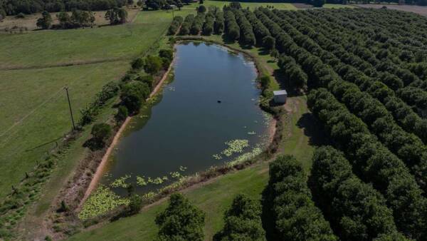 Award winning macadamia farm asking $4.5m walk in, walk out | Video