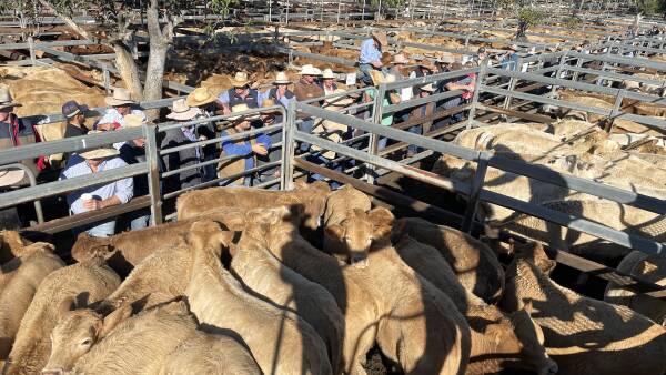 National survey: Massive increase in sheep and cattle transactions