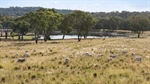 Bon Sante presents as grazing opportunity close to Copeton Dam | Video