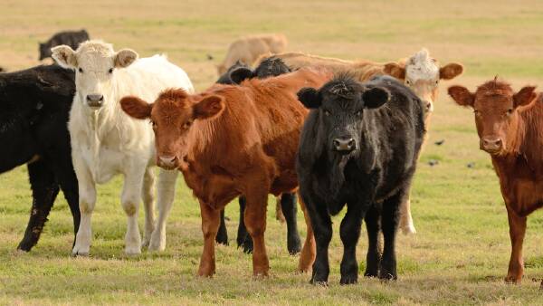 Processors fork out a record $4.26 billion for cattle in September quarter