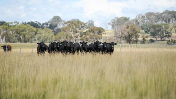 "There is nothing really holding the market up": The unfolding risk to cattle