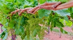 Pair of grape blocks sold through mortgagee sales in Sunraysia