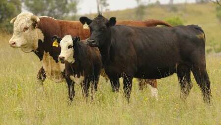 Beef exports and cropping star performers of "weak" Australian economy