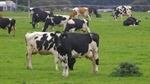 Untangling the fertility-production genetic mystery in dairy cows