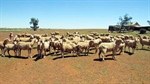 Bargain mixed farming opportunity in SA's Mid North for $1250 per acre