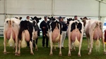 Dairy breeders question value of royal shows with rising costs, red tape