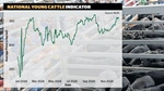 Divided opinion on forecasts and herd size: the 2024 cattle market story