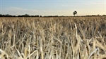 Mice threat looming in 2025 with Queensland a hot spot after big harvest