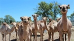 Hypoallergenic camel milk on the menu as alternative to traditional dairy