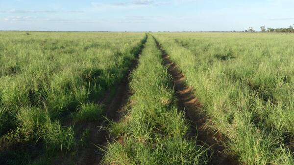 Outstanding grassed-up, well-watered south west Queensland grazing country