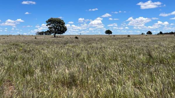 Rangelands presented with carrying capacity for about 600 backgrounders