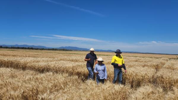 Breeders say growers will be hunting for elite crop genetics for 2025 plant