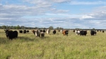 Well-presented Western Downs cattle property with grass hitsthe market