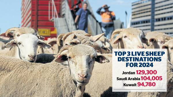 Live sheep exports hit a low in 2024. Why industry believes it's temporary