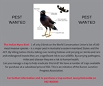 PEST - Indian Minor Bird Traps