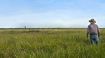 Versatile exclusion fenced buffel grass country for cattle, sheep, goats