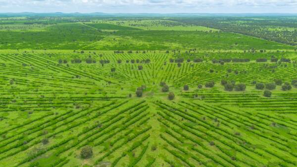 Beef powerhouse driven by high-performance pastures and leucaena | Video