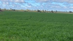 Wirrena: Quality 5236 acre central western farming property with potential