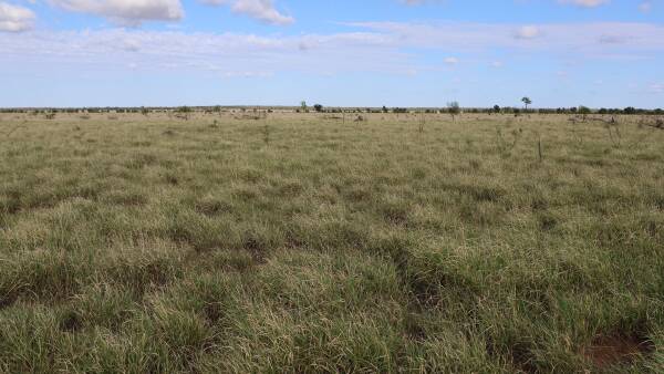 Top quality grassed-up Maranoa River cattle country on the market | Video