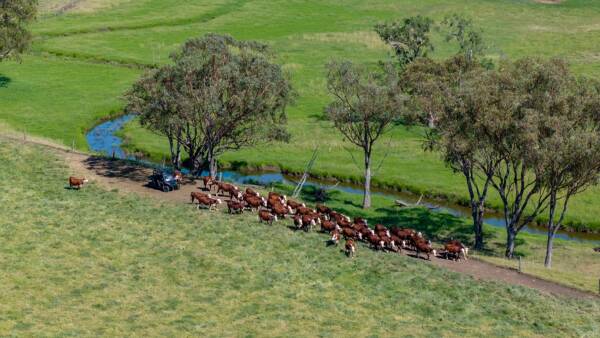 Impressive trophy property Woodbury in demand at red hot auction | Video