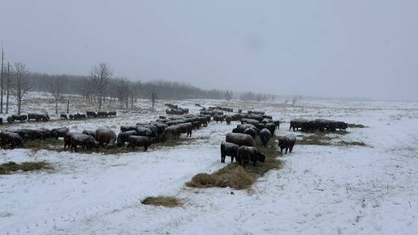 The secrets behind 52 years of raising cattle in Alberta's freezing winters