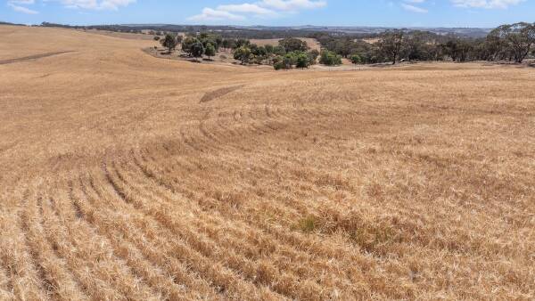 Strong bidding continues for SA farmland despite continued dry