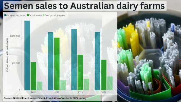 Dairy-beef semen sales lift as dairy farmers look to cash in on opportunity