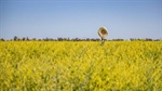 Farm-grown fuels can power our economy, help energy security, cut emissions