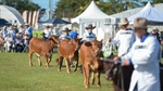 Beef Australia claims silver in major tourism awards