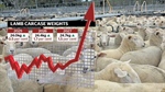 She's so heavy: Aussie lamb carcase weights rise to meet market demand